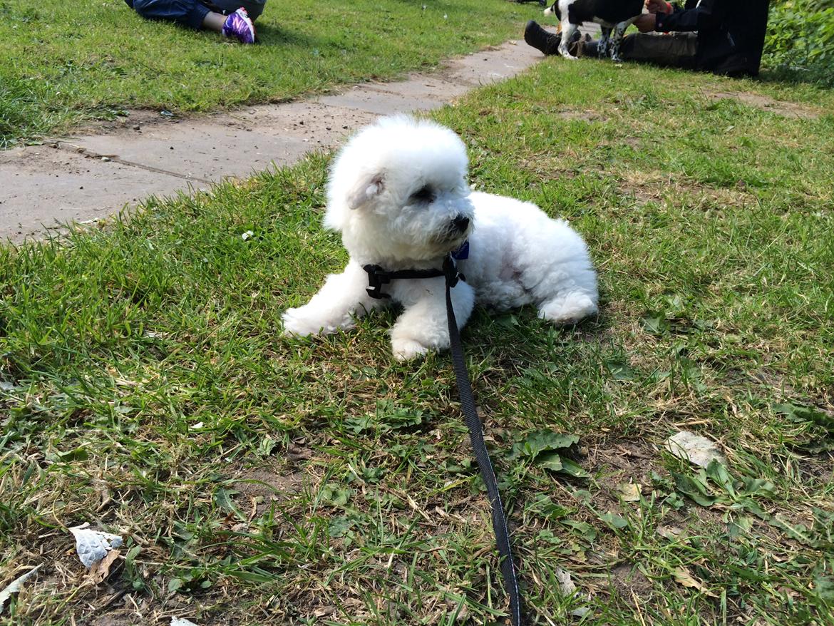 Bichon à poil frisé Zico billede 9