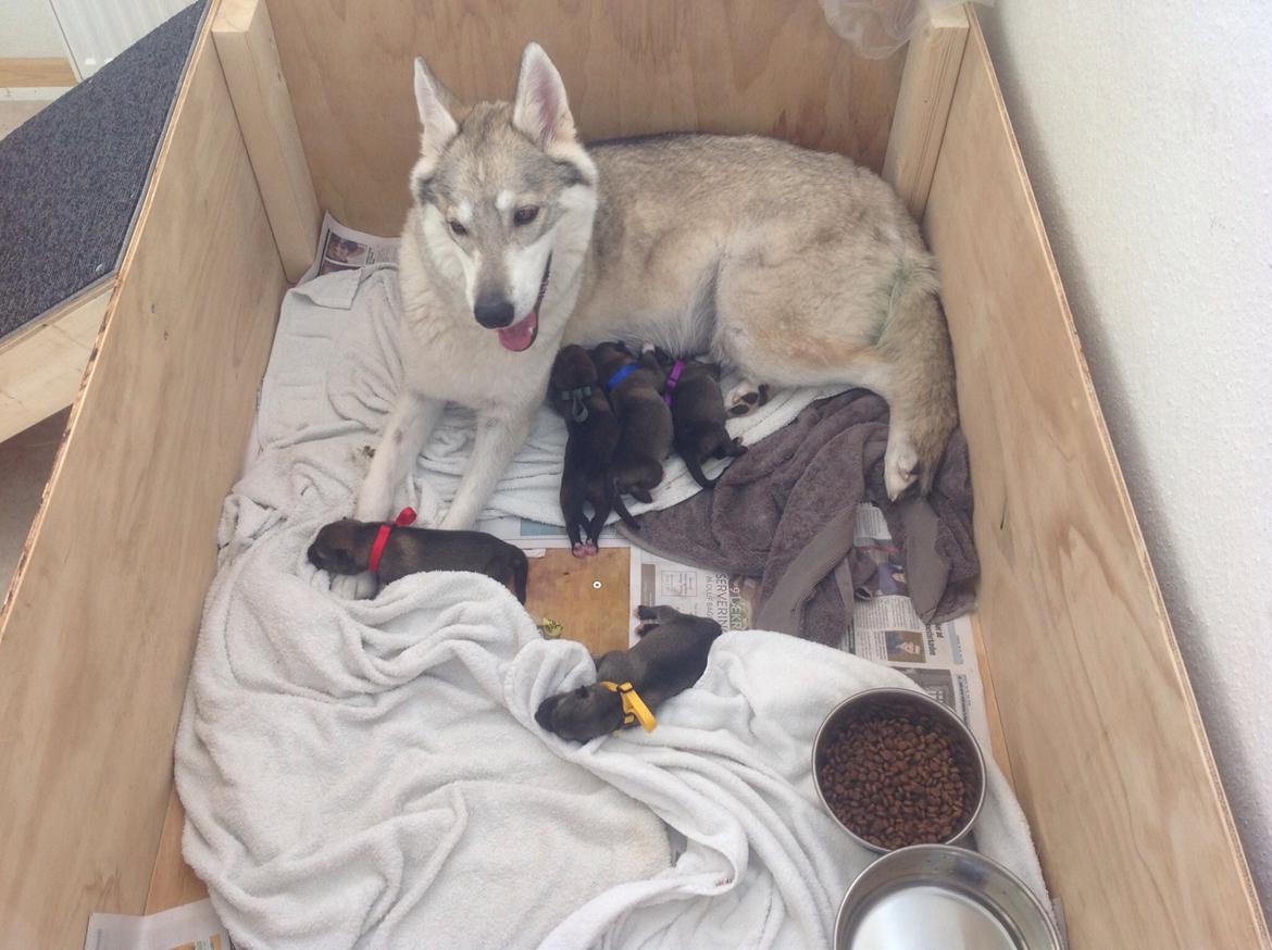 Tamaskan Dog Freja - Mig med gult halsbånd billede 1