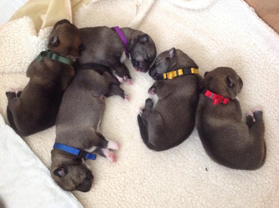 Tamaskan Dog Freja billede 2