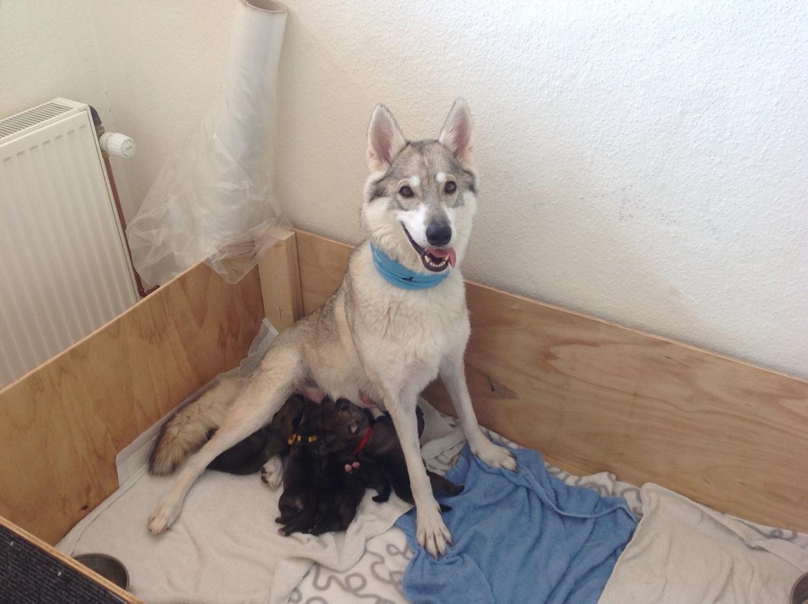 Tamaskan Dog Freja - Får en forfriskning hos min mor Matsi billede 3