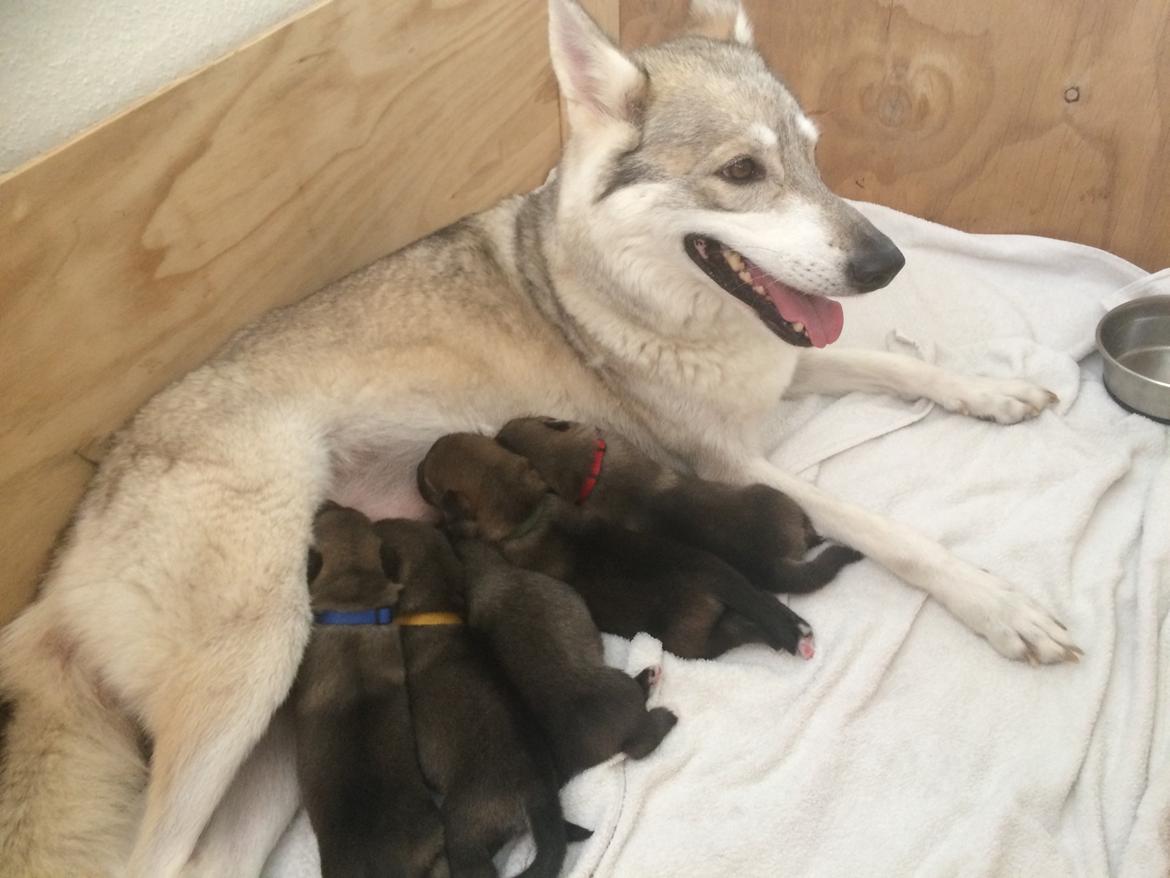 Tamaskan Dog Freja billede 4