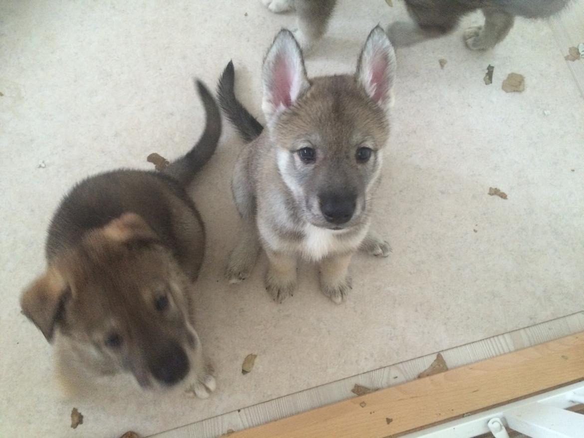 Tamaskan Dog Freja - Mig til højre, sammen med min bror billede 5