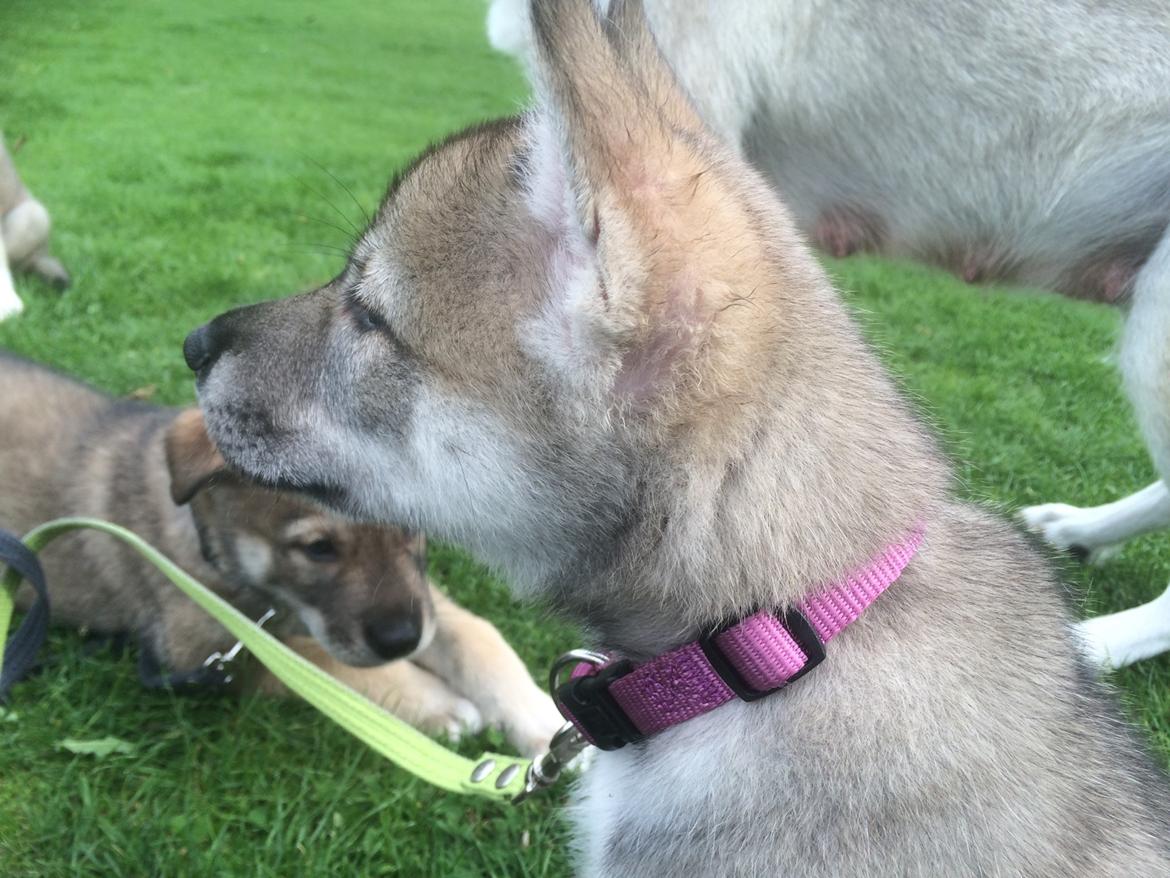 Tamaskan Dog Freja billede 6