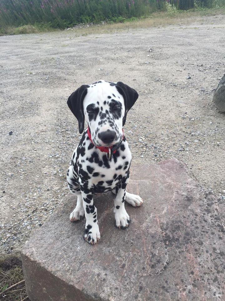 Dalmatiner Frihedens Tiara (Lucca) billede 11