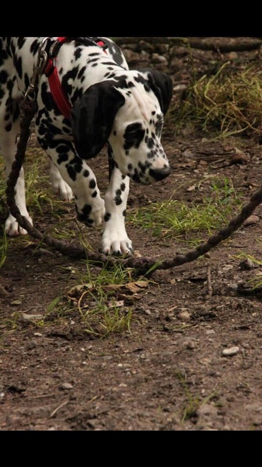 Dalmatiner Frihedens Tiara (Lucca) - Fotograf: Anne Melin Bilde billede 10