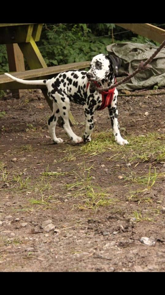 Dalmatiner Frihedens Tiara (Lucca) - Fotograf: Anne Melin Bilde billede 9