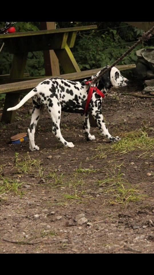 Dalmatiner Frihedens Tiara (Lucca) - Fotograf: Anne Melin Bilde billede 16