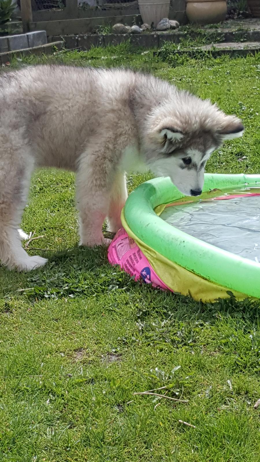 Alaskan malamute Athene  billede 2