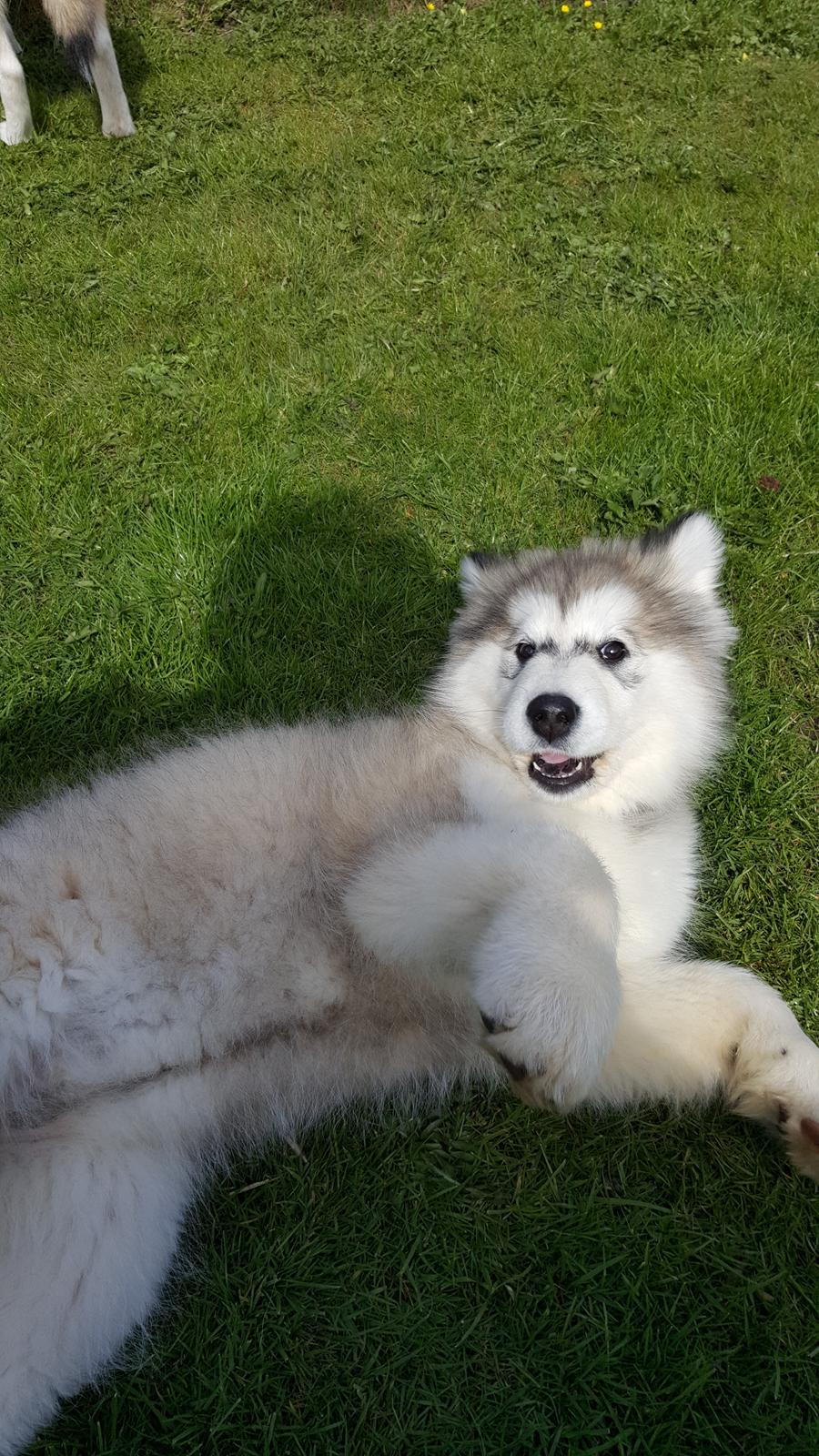 Alaskan malamute Athene  billede 3