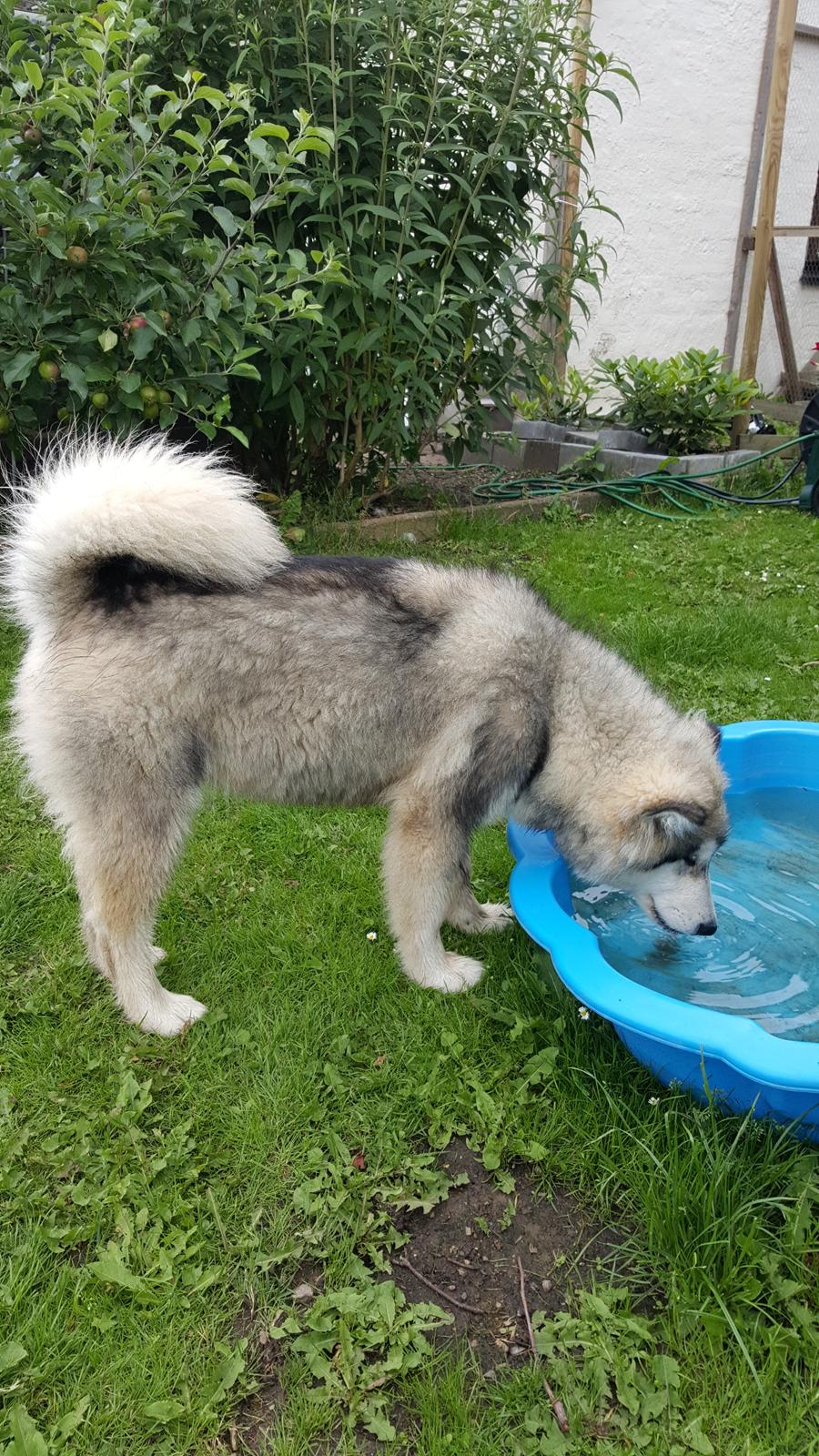 Alaskan malamute Athene  billede 5