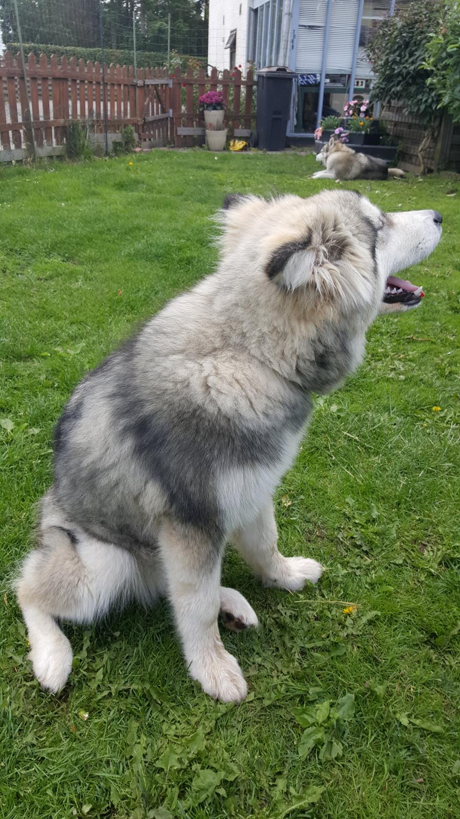 Alaskan malamute Athene  billede 6