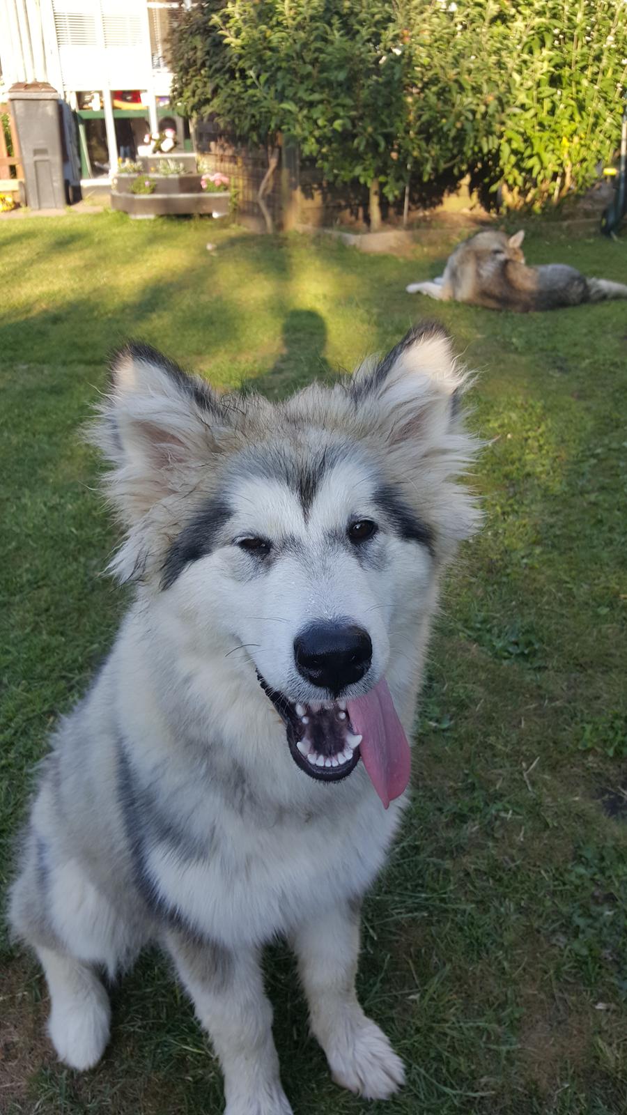 Alaskan malamute Athene  billede 7