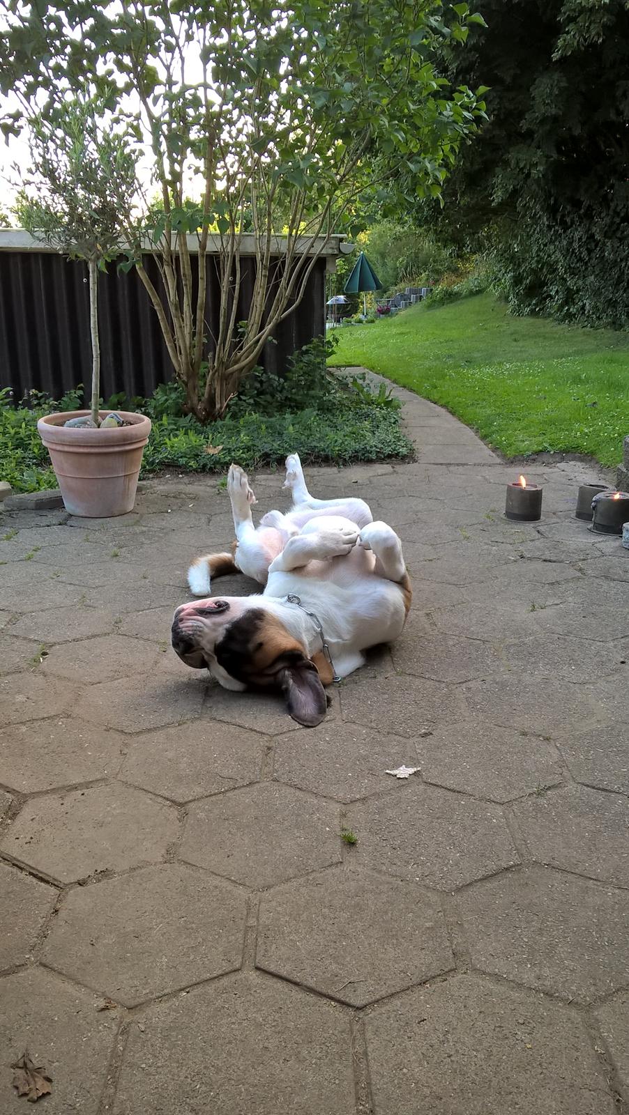 Sankt bernhardshund Jack billede 13