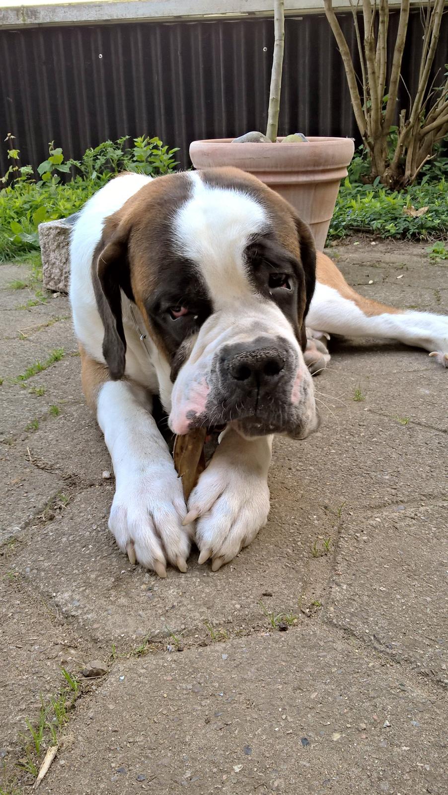 Sankt bernhardshund Jack billede 14