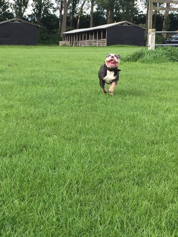 Olde english bulldogge Gundersen's Hugin billede 14