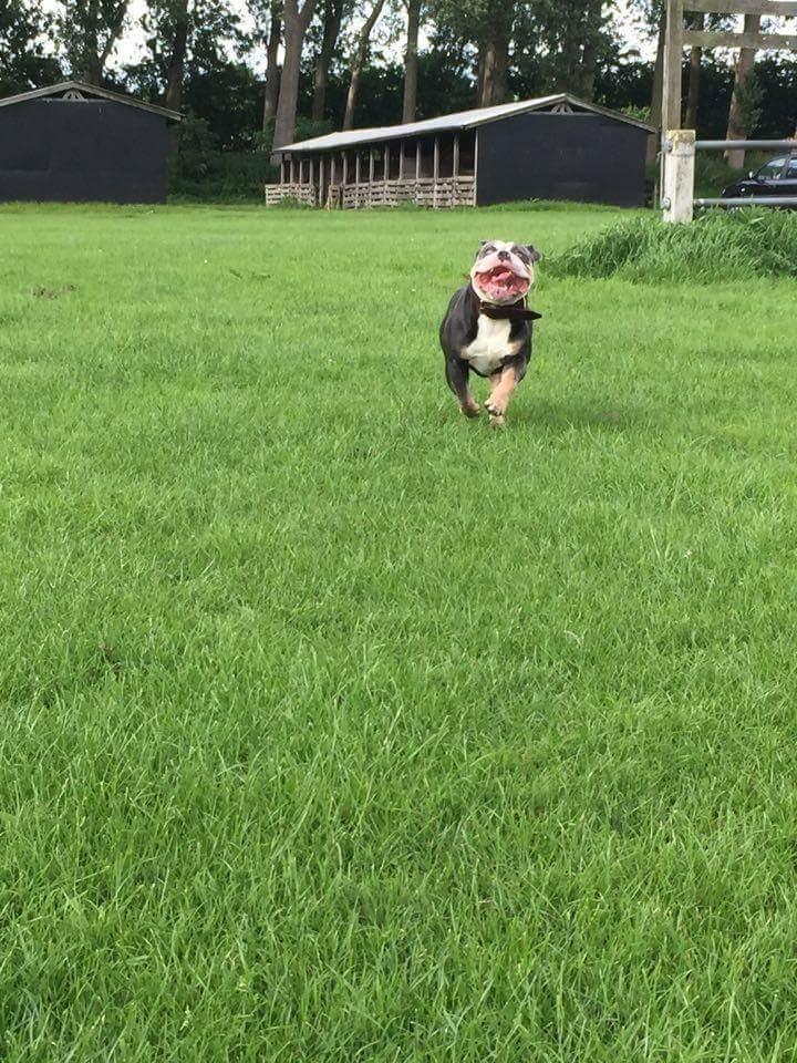 Olde english bulldogge Gundersen's Hugin billede 16