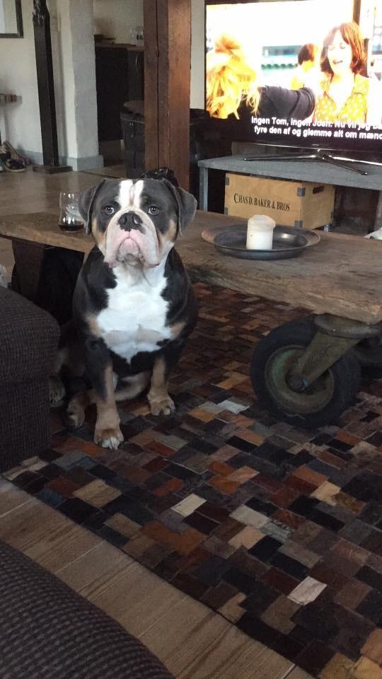Olde english bulldogge Gundersen's Hugin billede 18