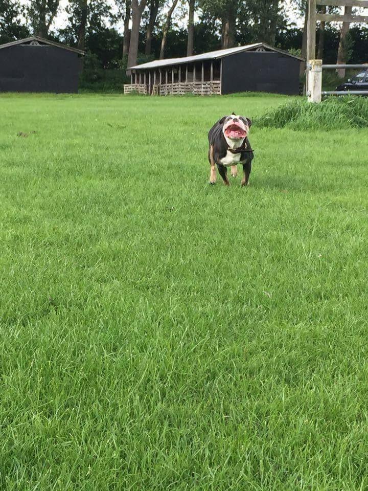 Olde english bulldogge Gundersen's Hugin billede 15