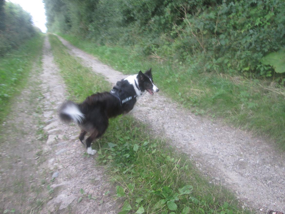 Border collie Kato - Kato prøver på at flyve. Hvis fuglene kan flyve kan han vel også billede 26