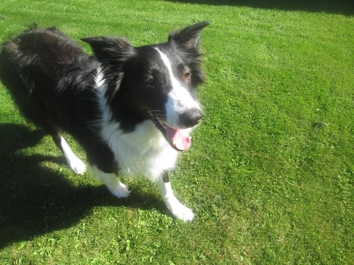Border collie Kato - Jeg er klar, kast den nu så henter jeg den billede 27