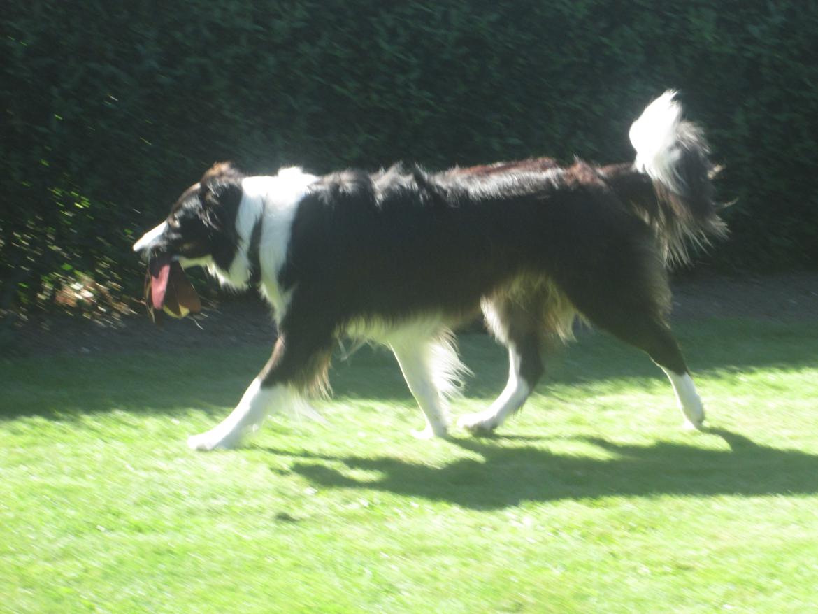 Border collie Kato - Du må ikke få den mor  billede 28
