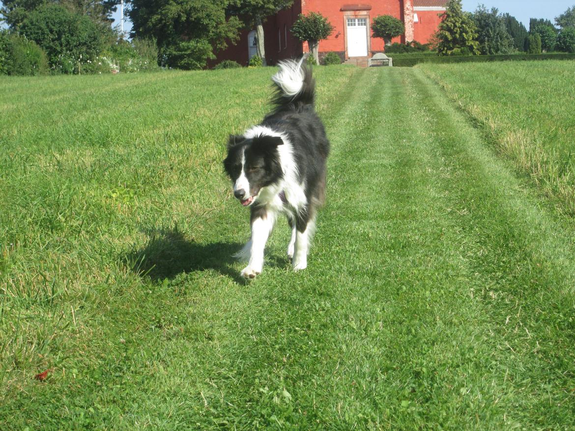 Border collie Kato - Jeg kommer nu billede 29
