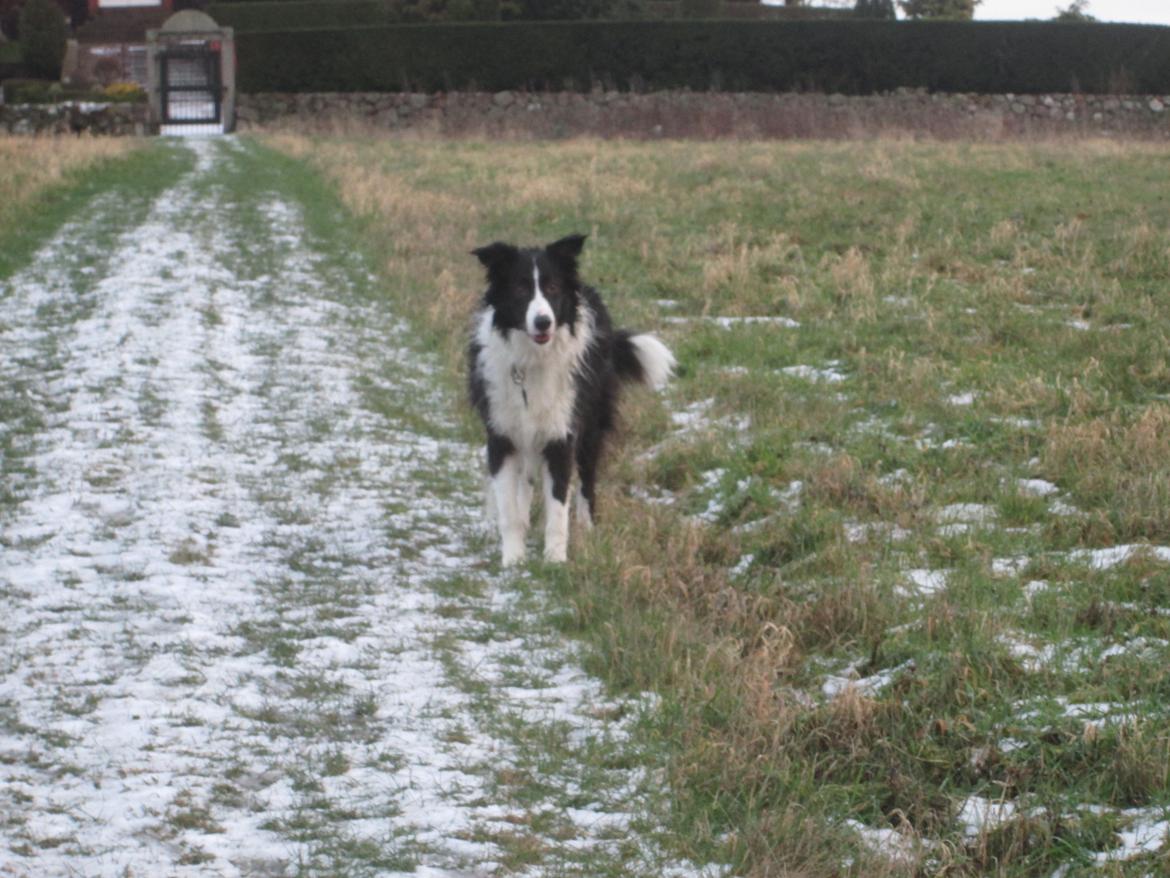 Border collie Kato - Kato elsker sne. så der der kom lidt sne i vinters skulle han selvfølelig ud at lege i sneen billede 30