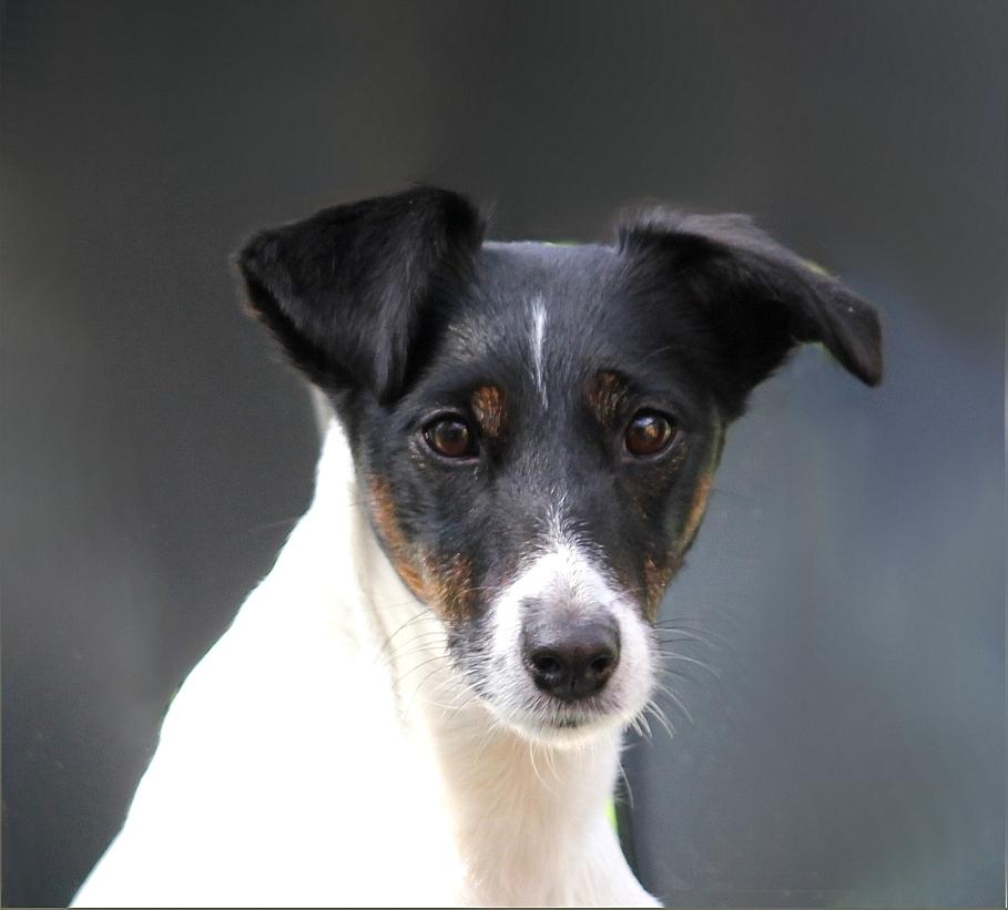 Glathåret foxterrier  blanding NOVA - 6 år og stadig lige så smuk som for 3 år siden billede 2