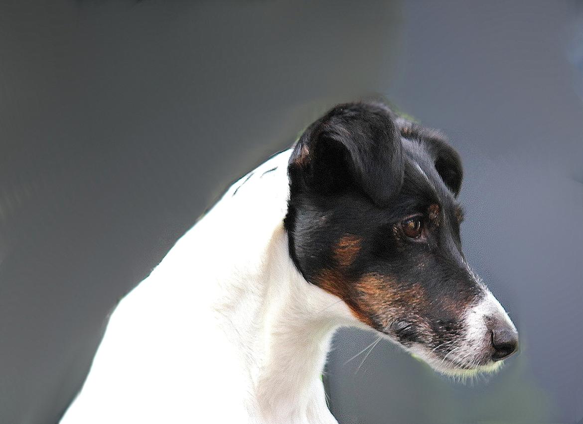 Glathåret foxterrier  blanding NOVA billede 3