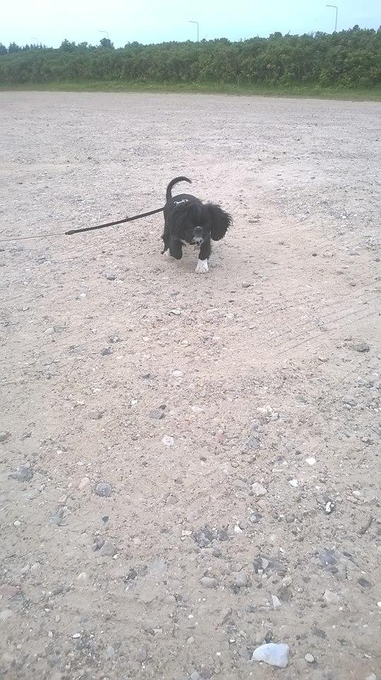 Blanding af racer Charlie billede 15