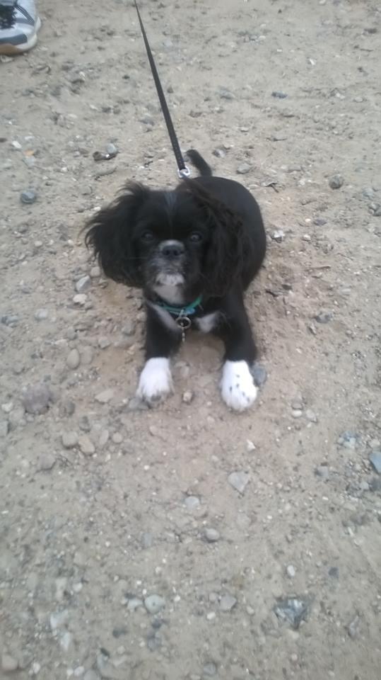 Blanding af racer Charlie billede 13