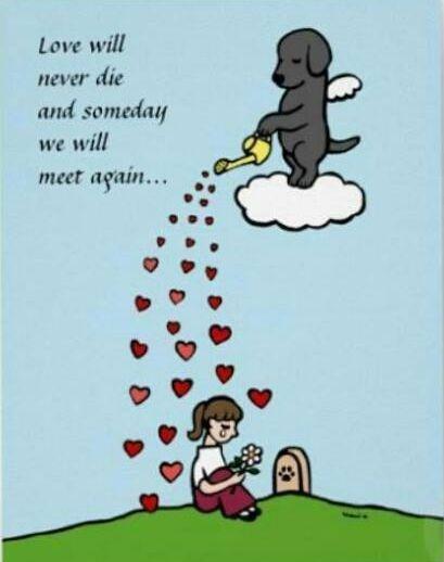 Staffordshire bull terrier Nela Tykpigen* Engelhund :'( billede 15