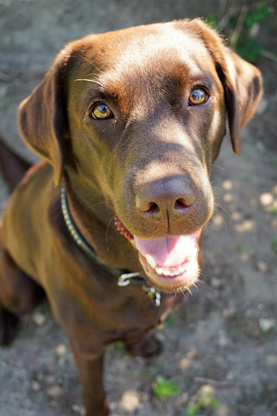 Labrador retriever Dumle billede 21