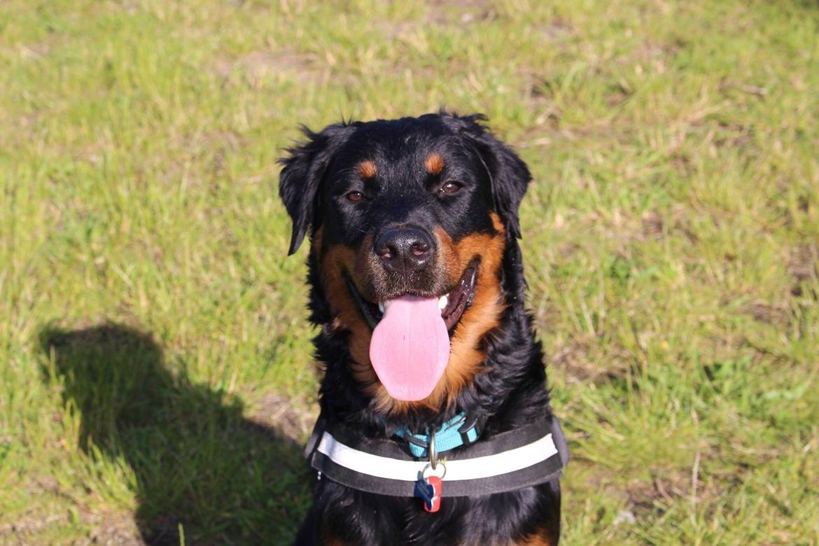 Rottweiler Mason billede 1