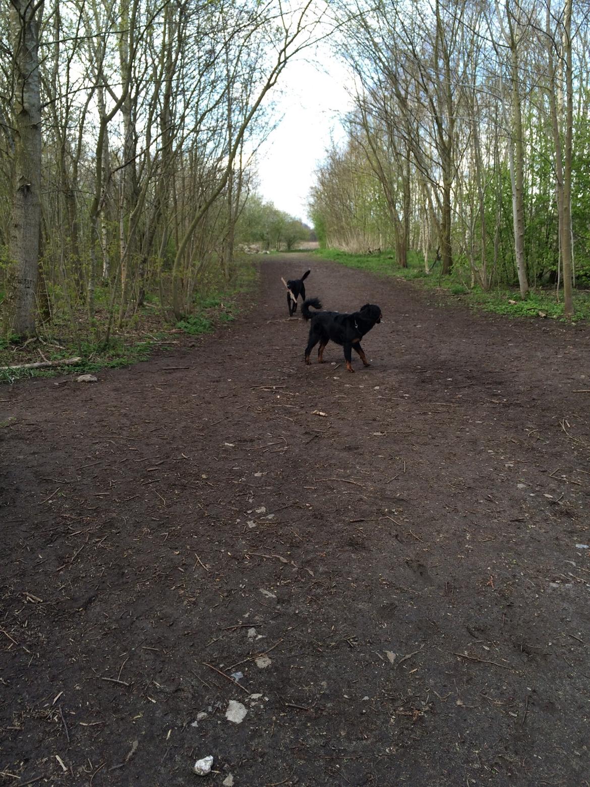 Rottweiler Mason billede 3