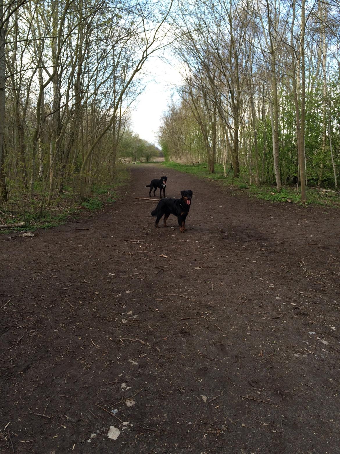 Rottweiler Mason billede 4