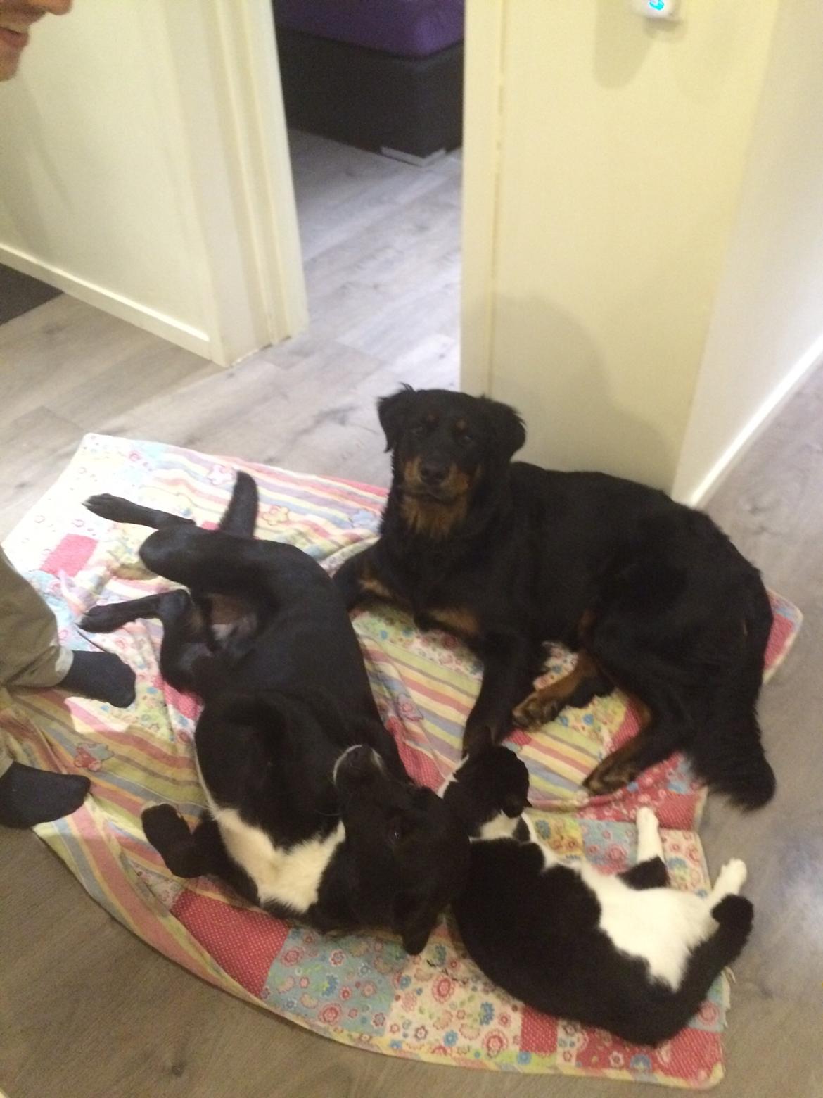 Rottweiler Mason billede 5