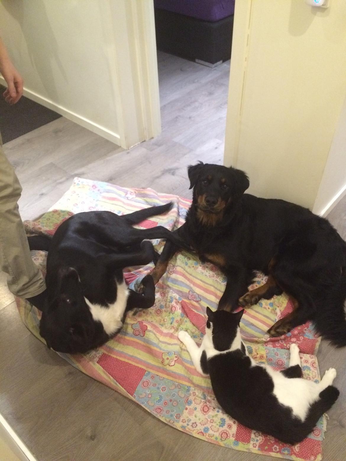 Rottweiler Mason billede 6