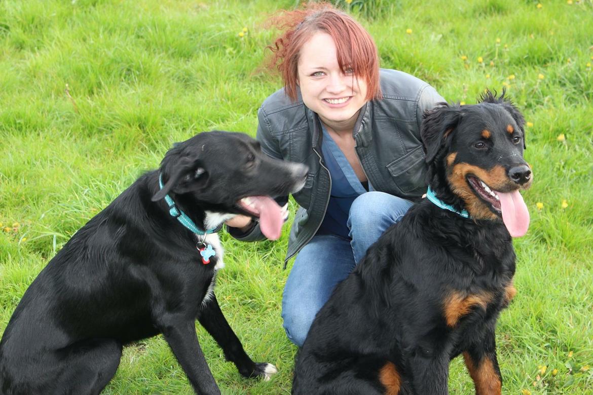 Rottweiler Mason billede 7