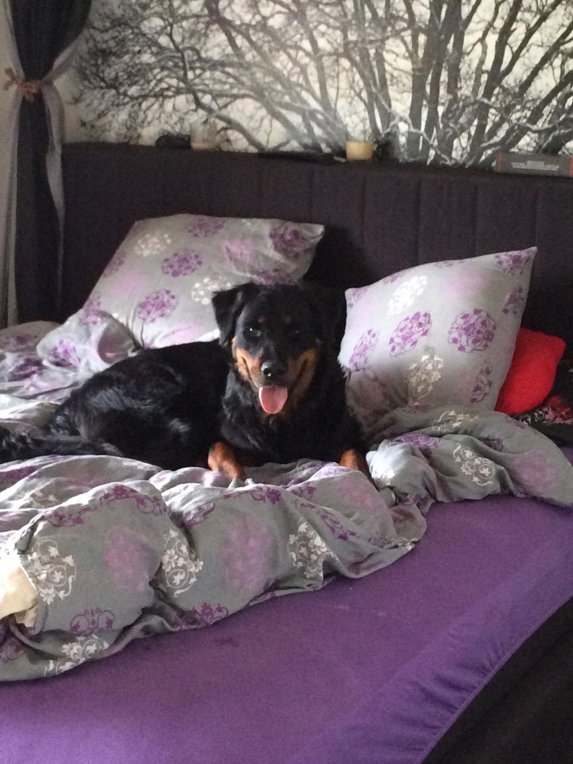 Rottweiler Mason billede 2