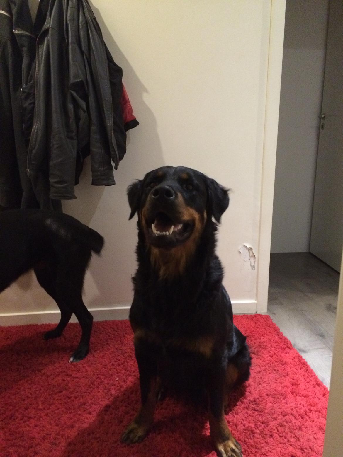 Rottweiler Mason billede 8