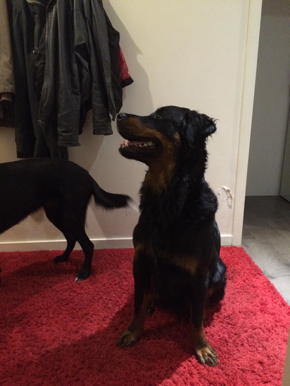 Rottweiler Mason billede 10