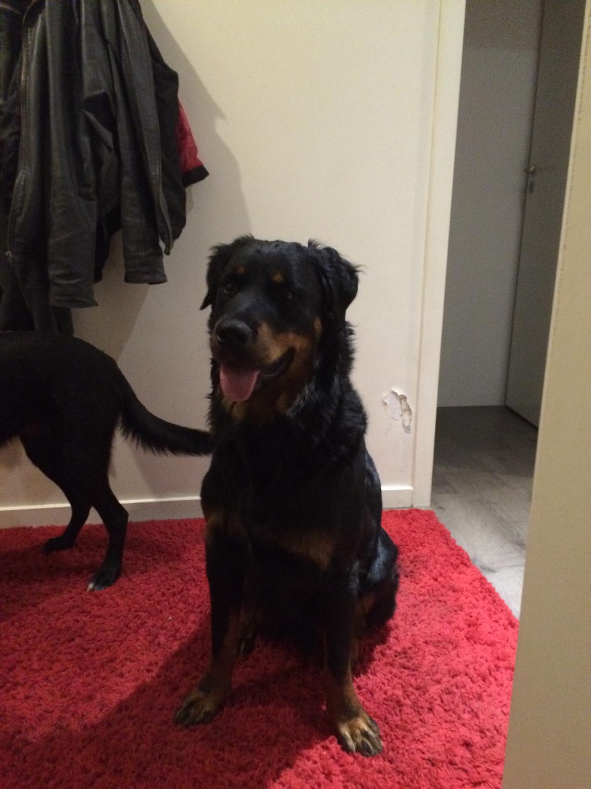 Rottweiler Mason billede 9