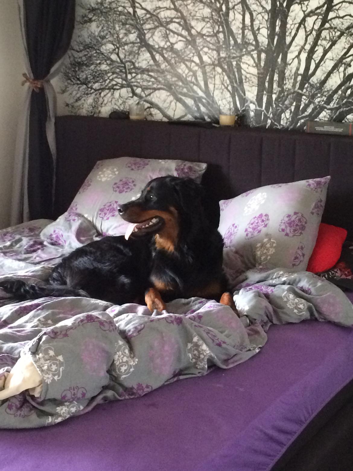 Rottweiler Mason billede 12