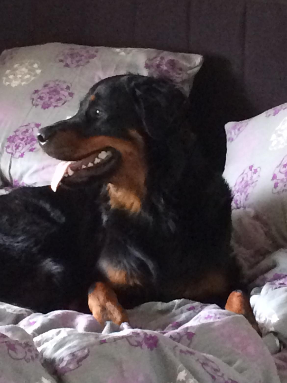 Rottweiler Mason billede 13