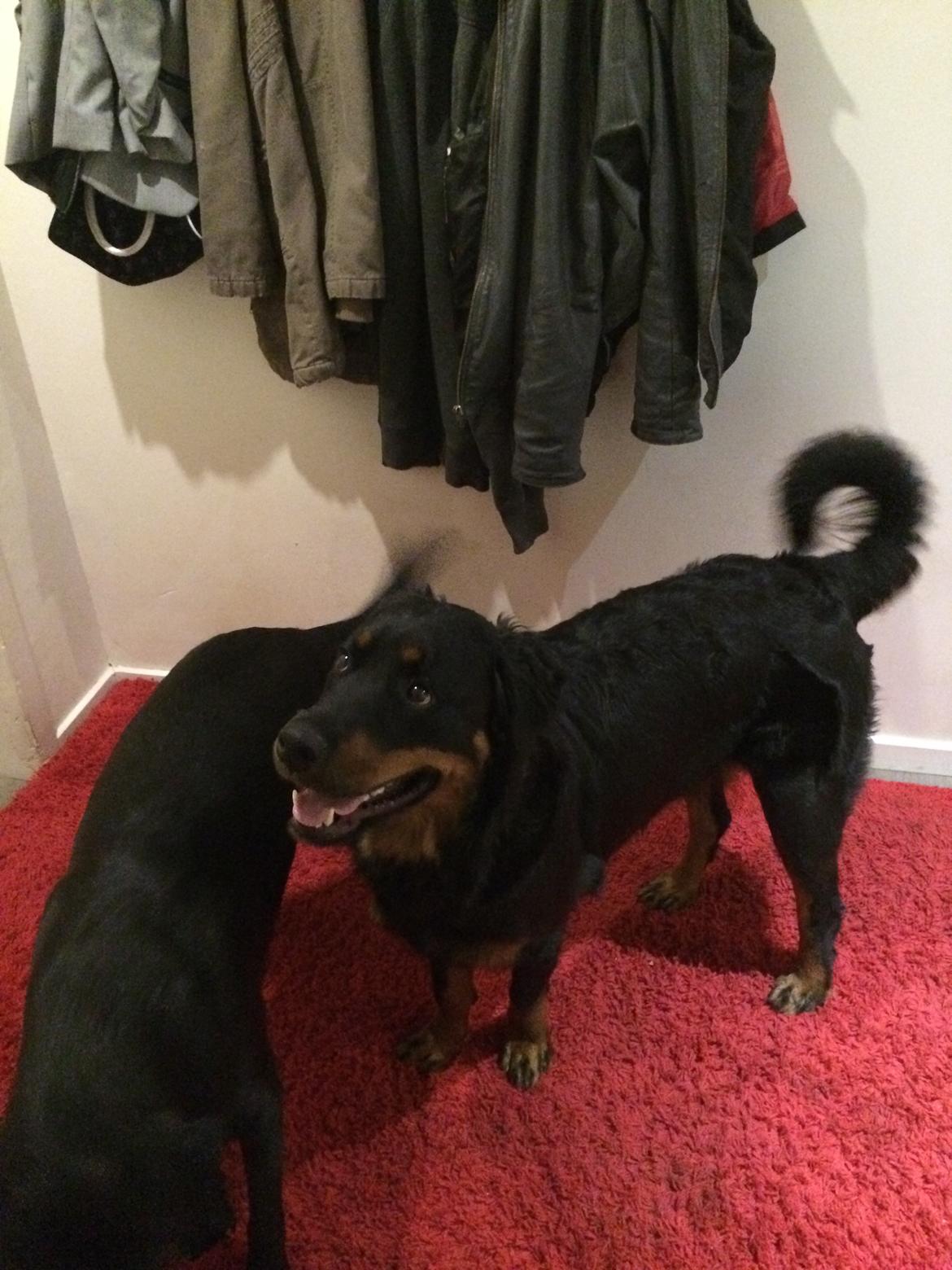 Rottweiler Mason billede 11