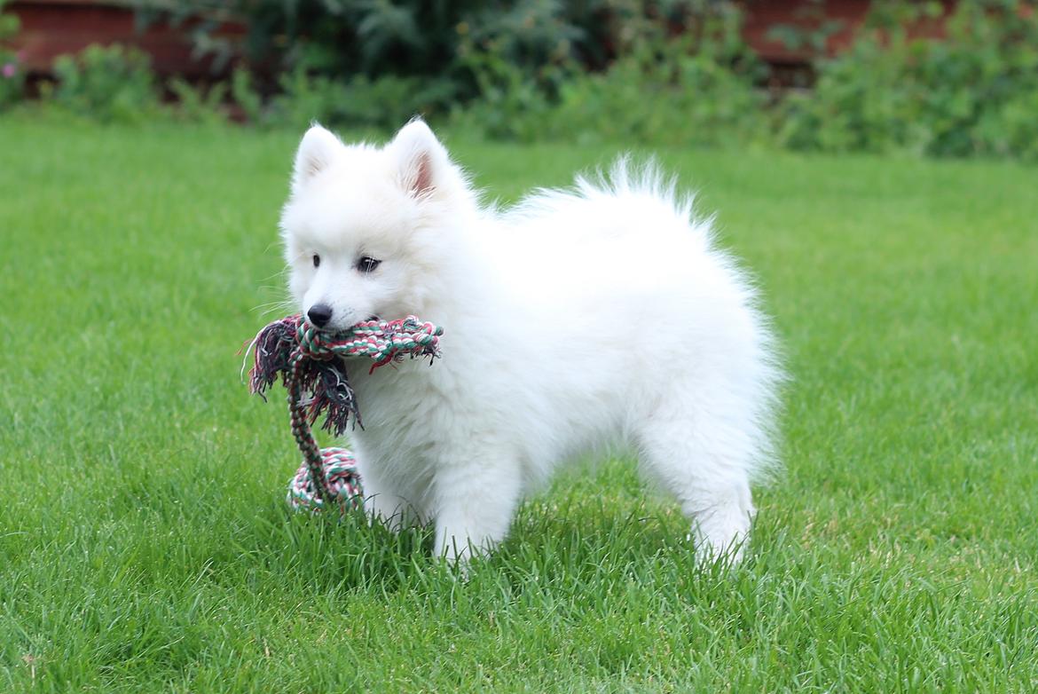 Japansk spids Rowleys Whatabout Vodooh billede 7