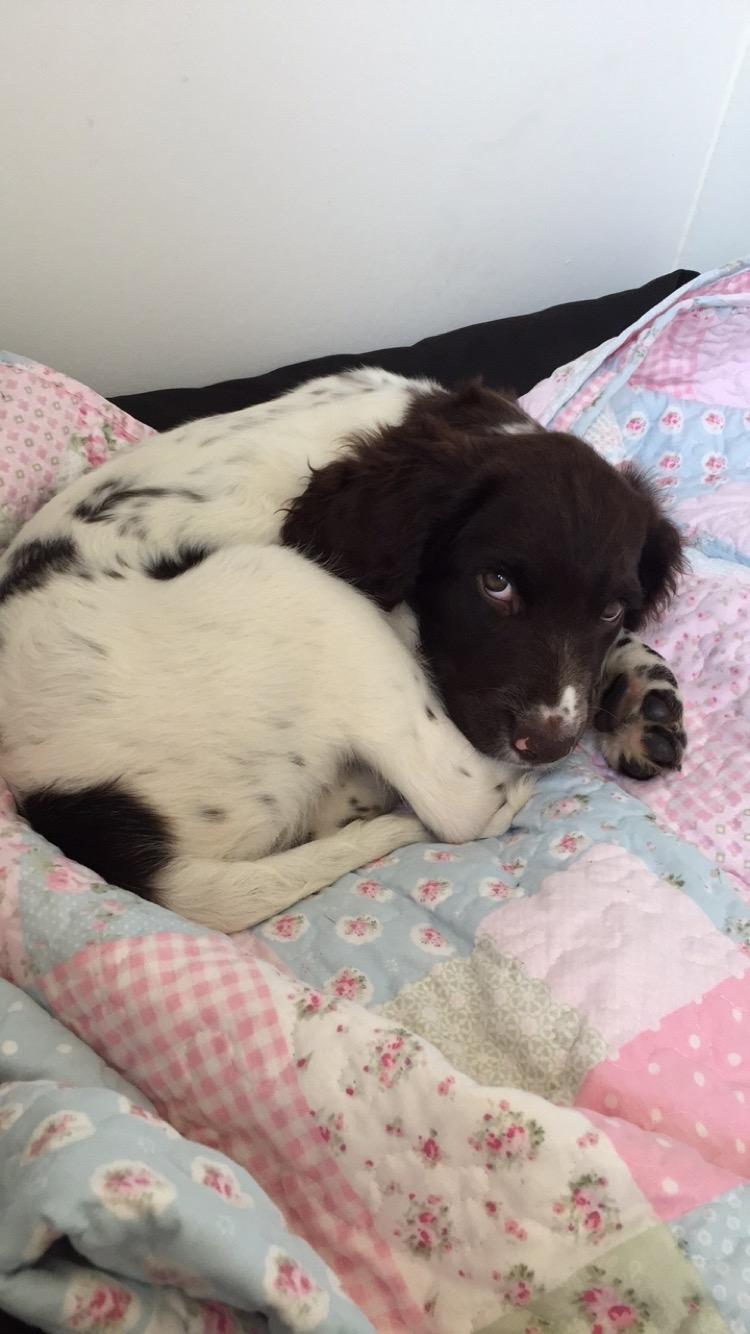 Kleiner münsterländer Milo - 06.07.2016 billede 15