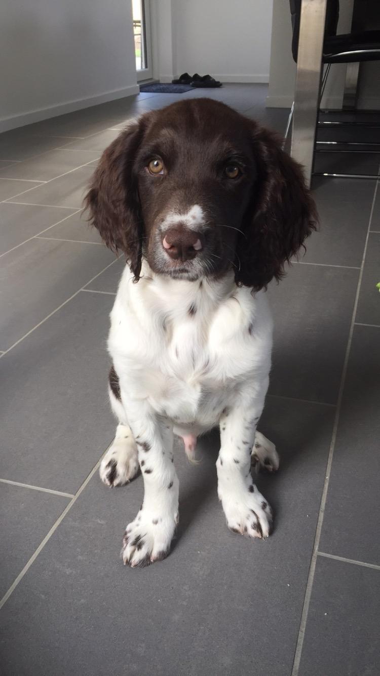 Kleiner münsterländer Milo - 15.07.2016 billede 11