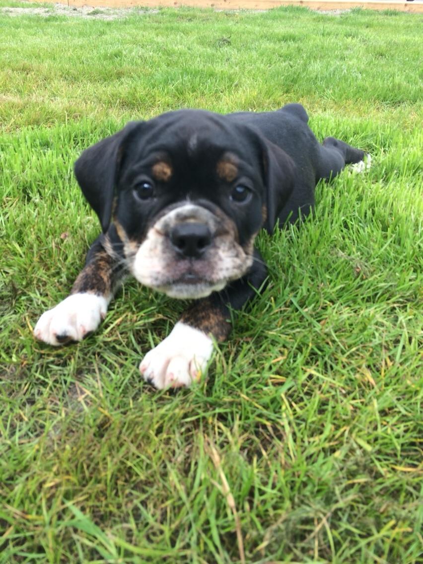 Olde english bulldogge Catobull's Sir Mogens billede 2